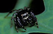 Male jumping spider 
