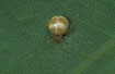Paidiscura pallens, female