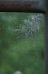 Web of Achaearanea lunata, wet with dew