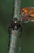 Photo of (Gibbaranea gibbosa). Photographer: 