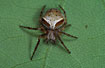 Photo of (Araneus sturmi). Photographer: 