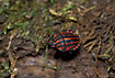A striped bug