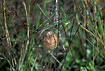 Egg sac of Argiope bruennichi