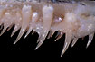 Upper jaw  teeth of a pike