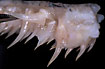 Upper jaw teeth of a pike - folded back