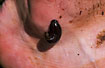 Photo ofMedicinal leech (Hirudo medicinalis). Photographer: 