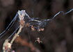 Foto af Tapetserfugleedderkop (Atypus affinis). Fotograf: 
