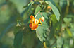The flower of Indian balsam
