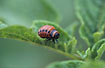 Photo ofColorado potato beetle (Leptinotarsa decemlineata). Photographer: 
