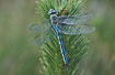Male Emperor Dragonfly resting