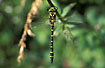 Male Golden-ringed Dragonfly 