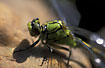 Photo ofGreen Club-tailed Dragonfly (Ophiogomphus cecilia). Photographer: 