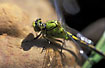 Photo ofGreen Club-tailed Dragonfly (Ophiogomphus cecilia). Photographer: 