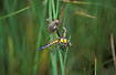 Four-spotted Chaser stuck in its exuvium