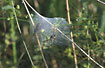 The spider Piasura in its nursery web