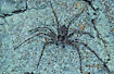 The spider Philodromus margaritatus