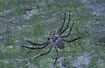 The spider Philoromus margaritatus