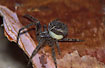 The spider Larinioides sclopetarius with a parasitic wasp larva