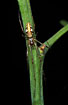 Stretch spider on a twig