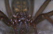 Giant house spider- up close