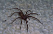 Photo ofGiant House Spider (Tegenaria atrica). Photographer: 