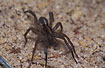 The wolf spider Trochosa ruricola