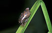 Photo ofBladder snail  (Physa fontinalis). Photographer: 