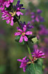 Flowers of Purple-loosestrife