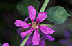 Flower of Purple-loosestrife