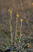 Foto af Gul Evighedsblomst (Helichrysum arenarium). Fotograf: 