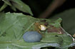 Enopognatha ovata with its eggs