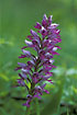 Flowers of the Military Orchid