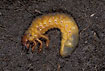 Grub of the Common Cockchafer