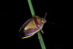 Adult Gorse shieldbug, autumn