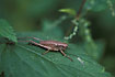 Foto af Buskgrshoppe (Pholidoptera griseoaptera). Fotograf: 