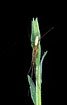Foto af Lille stavedderkop (Tetragnatha pinicola). Fotograf: 