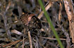 Photo ofTortoise Bug (Eurygaster testudinaria). Photographer: 
