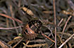 Foto af Starskjoldtge (Eurygaster testudinaria). Fotograf: 