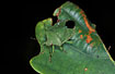 Green stink bug on an oak leaf