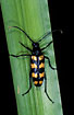 The Long Horn Beetle Leptura quadrifasciata 