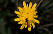 Hoverfly on a yellow flower