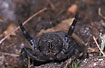 Female Ladybird Spider in aggressive pose