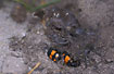 Carrionn beetles burying a shrew