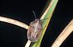 The bug Neottiglossa pusilla 