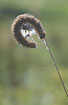 Reed orbweaver  in its retreat