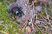 Male Minotaur Beetle at the breeding burrow.