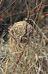 Nest of the Harvest Mouse
