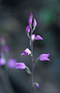 Foto af Rd skovlilje (Cephalanthera rubra). Fotograf: 
