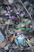 Foto af Rd skovlilje (Cephalanthera rubra). Fotograf: 