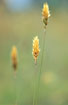 Photo ofSweet Vernal grass (Anthoxanthum odoratum). Photographer: 